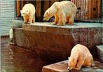 Antwerpen - ZOO ijsbeer, Verzenden, 1960 tot 1980, Ongelopen, Antwerpen