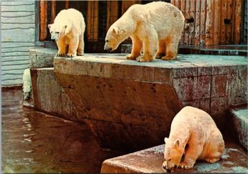 Antwerpen - ZOO ijsbeer, Envoi, 1960 à 1980, Non affranchie, Anvers