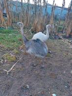 Nandoe vrouwtjes, Vrouwelijk, Tam