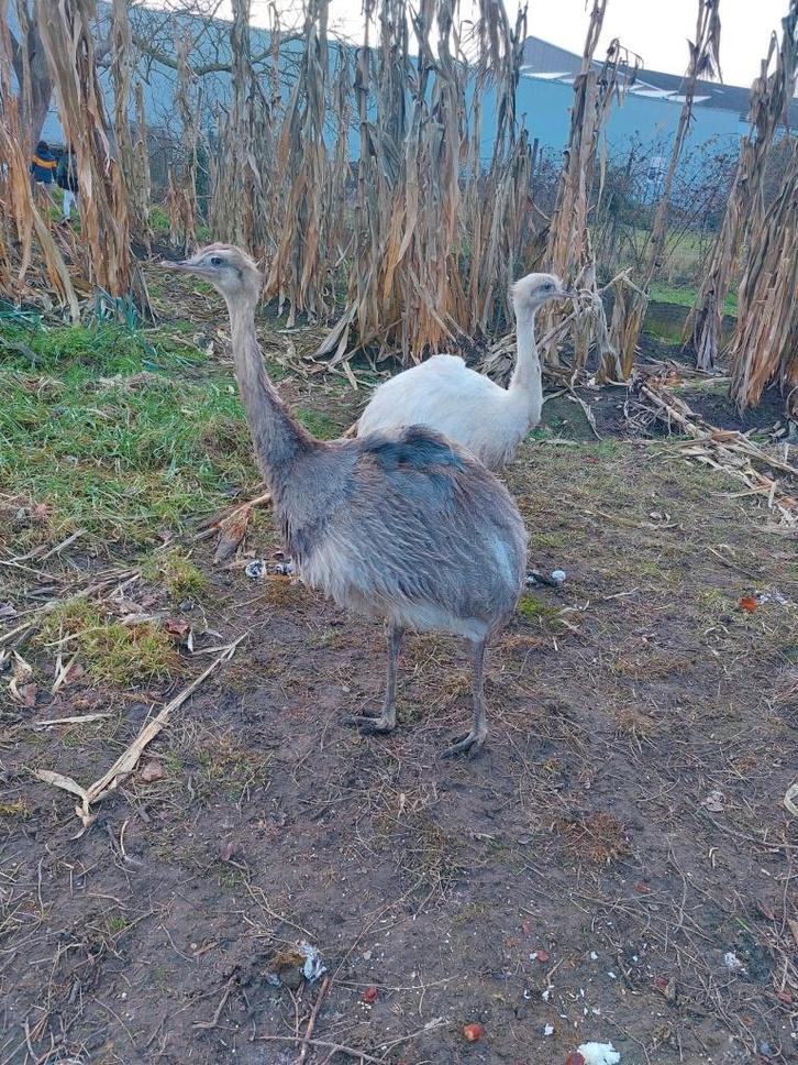 Nandoe vrouwtjes, Dieren en Toebehoren, Vogels | Overige Vogels, Vrouwelijk, Tam