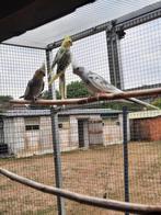 Jonge valkparkieten te koop, Dieren en Toebehoren, Geringd