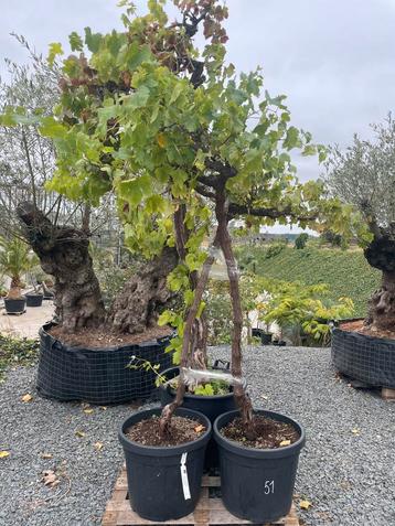 Lot van 3 wijnstokken (LOT 51) beschikbaar voor biedingen