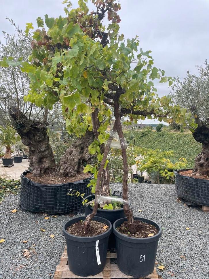 Lot van 3 wijnstokken (LOT 51), Tuin en Terras, Planten | Tuinplanten, Vaste plant, Fruitplanten, Volle zon, Lente, Ophalen