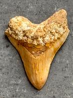 Megalodon tand, Verzamelen, Mineralen en Fossielen, Ophalen of Verzenden, Fossiel