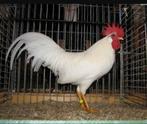 GEZOCHT  WITTE LEGHORN HAAN, Dieren en Toebehoren