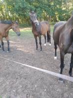 Paard,zangersheide stamboek,voormalig eventingpaard, Dieren en Toebehoren, Recreatiepaard, 11 jaar of ouder, Gechipt, Ruin