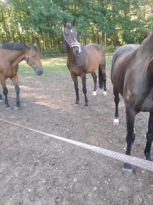 Paard,zangersheide stamboek,voormalig eventingpaard, Dieren en Toebehoren, Paarden, Ruin, 165 tot 170 cm, 11 jaar of ouder, Recreatiepaard