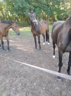 Paard,zangersheide stamboek,voormalig eventingpaard, Recreatiepaard, 11 jaar of ouder, Gechipt, Ruin