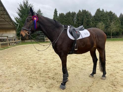 Selle d'obstacle Stübben, 17.5 Roxane CS Biomex, Dieren en Toebehoren, Paarden en Pony's | Zadels, Gebruikt, Springen, Ophalen