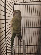 Roodrugparkiet met kooi en toebehoren (prijs bespreekbaar), Dieren en Toebehoren, Ophalen, Gebruikt, Overige materialen, Vogelkooi