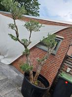 Zeer mooie en forse Pon Pon/ Bonsai olijfboom 2.40m hoog!, Ophalen, Olijfboom