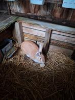 Mooie ram, Dieren en Toebehoren, Konijnen