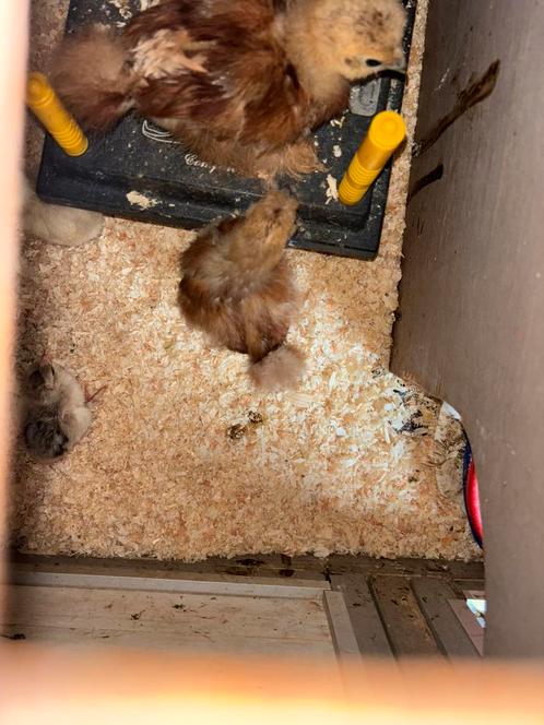 Rode gebaarde zijdehoenders, Dieren en Toebehoren, Pluimvee