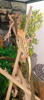 Wimpergekko + Terrarium, Dieren en Toebehoren, Reptielen en Amfibieën