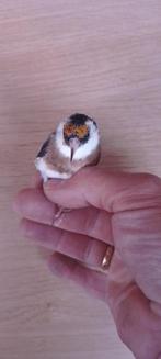 parva putters, Dieren en Toebehoren