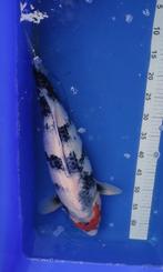 Koi, Dieren en Toebehoren, Vissen | Vijvervissen, Karper of Koi