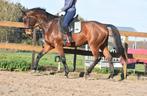 Röntgen OK, correcte , lieve BWP ruin, Dieren en Toebehoren, Paarden, Springpaard, Gechipt, Ruin, L