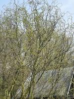 Krulwilg bomen, Ophalen, 250 tot 400 cm