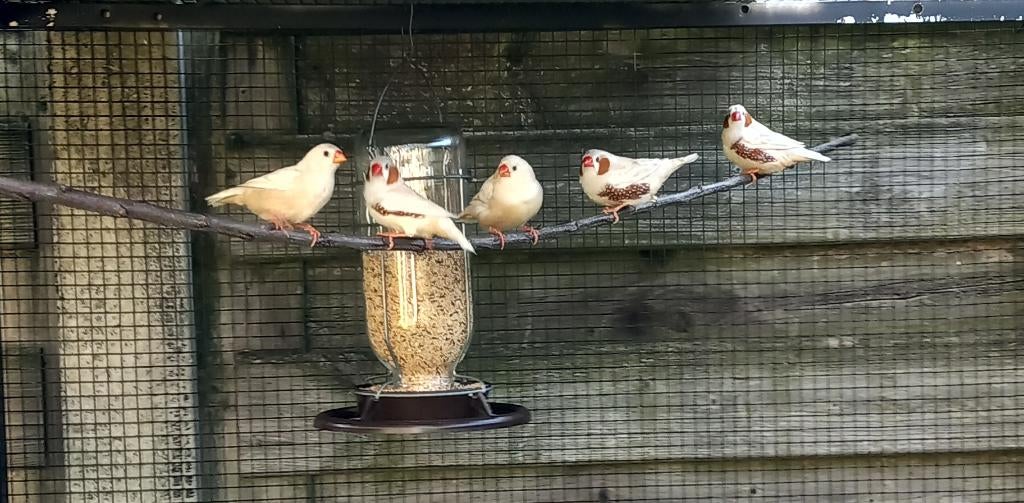 Zebravinken isabel bruin, Meerdere dieren, Tropenvogel, Geringd