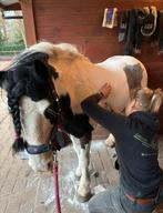 Paarden en pony's scheren aan kleine prijs, Enlèvement