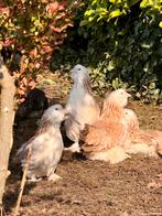 Faverolles krieltjes