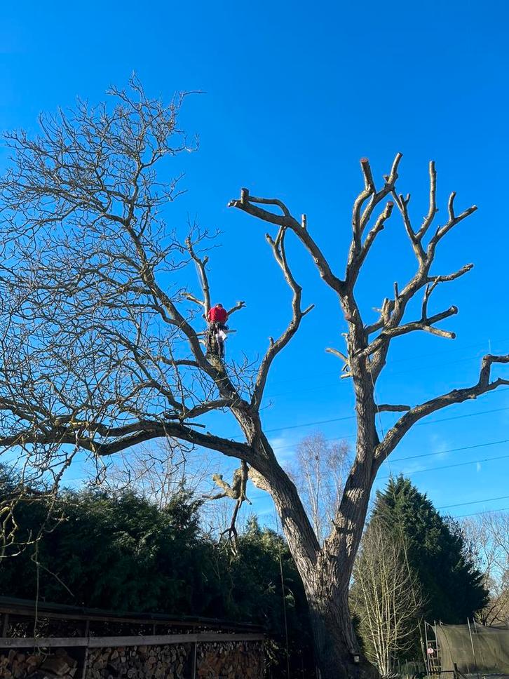 Snoeien vellen  van bomen, Jardin & Terrasse, Plantes | Arbres, Enlèvement ou Envoi