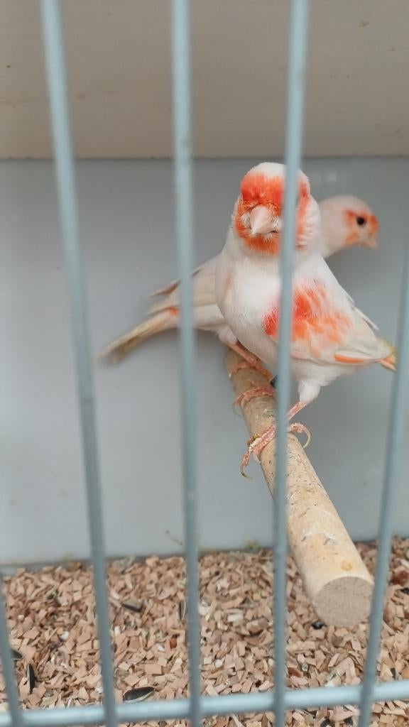 Ruime keuze vogels, Animaux & Accessoires, Oiseaux | Canaris