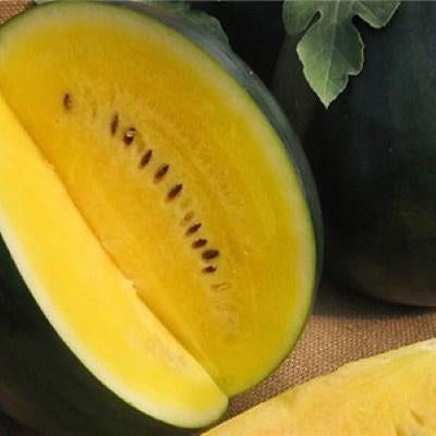 meloenplanten 10 soorten meloen, Tuin en Terras, Planten | Tuinplanten, Eenjarig, Fruitplanten, Volle zon, Zomer, Ophalen