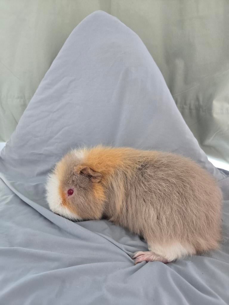 Gezocht : US teddy zeugje in lilac, Dieren en Toebehoren, Knaagdieren, Januari, Vrouwelijk, Cavia