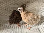 2 japanse kwartel mannetjes, Dieren en Toebehoren, Pluimvee, Mannelijk, Overige soorten