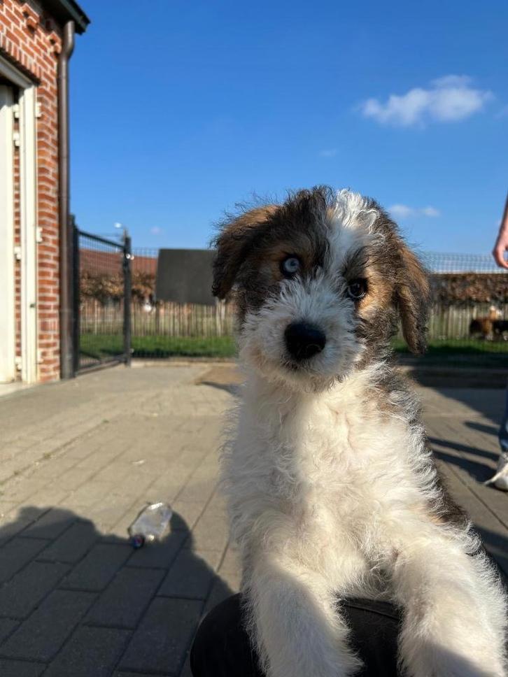 Leuke husky doodle pup, Dieren en Toebehoren, Honden | Poolhonden, Keeshonden en Oertypen, Meerdere dieren, Overige rassen, Fokker | Professioneel