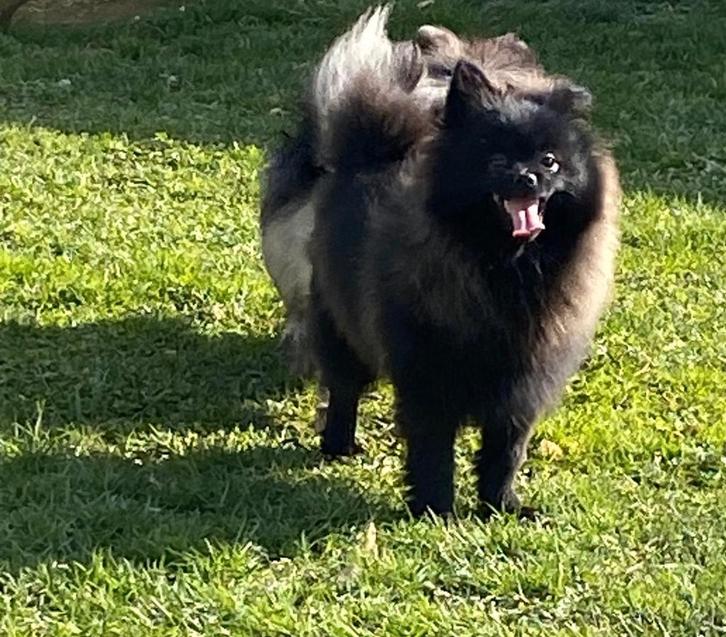 Duitse spitz, Dieren en Toebehoren, Honden | Poolhonden, Keeshonden en Oertypen, Reu, Keeshond, Fokker | Professioneel, Meerdere