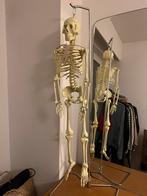 Antomisch skelet, Diversen, Ophalen, Zo goed als nieuw