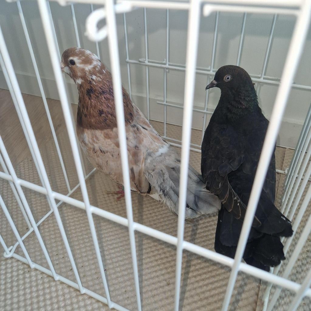 Oosterse Rollers, Meerdere dieren, Tuimelaar of Roller