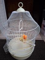 Vogelkooi, Dieren en Toebehoren, Ophalen of Verzenden, Vogelkooi