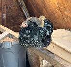 Oeufs fécondé poule pékin, Animaux & Accessoires, Sexe inconnu, Poule ou poulet