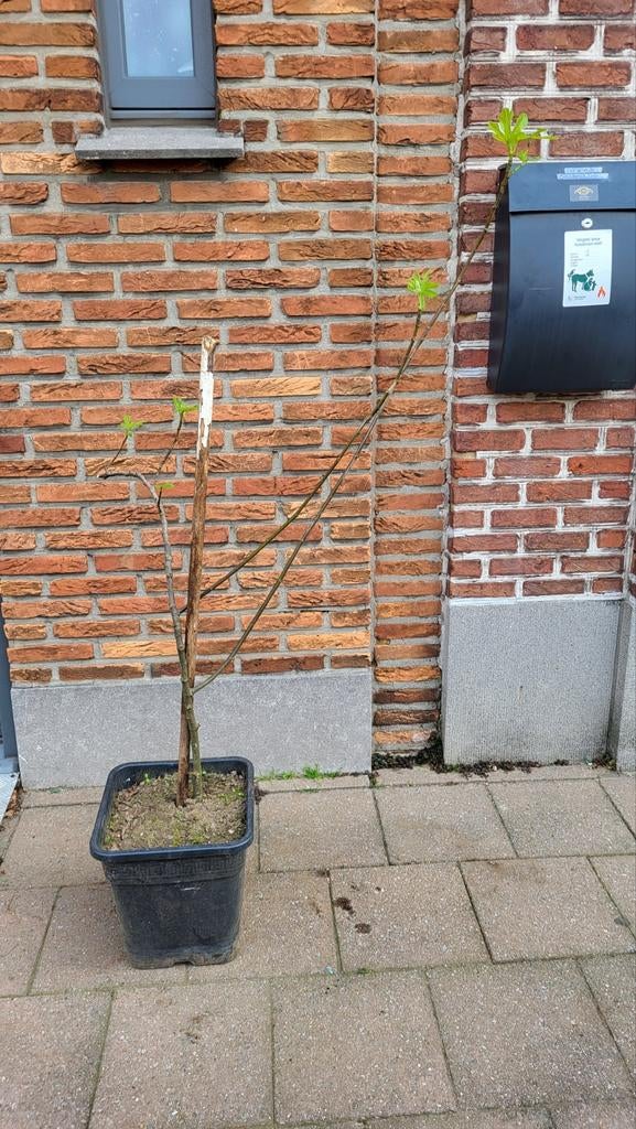 Bio vijgenboom (Winterhard), Ophalen, Vijgenboom