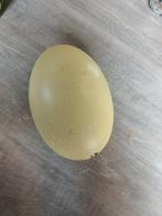 Nandoe eieren, Ophalen