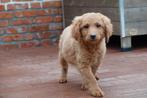 Abrikoze labradoodle pups (type labrador), met stamboom, Parvo, België, Overige rassen, 8 tot 15 weken