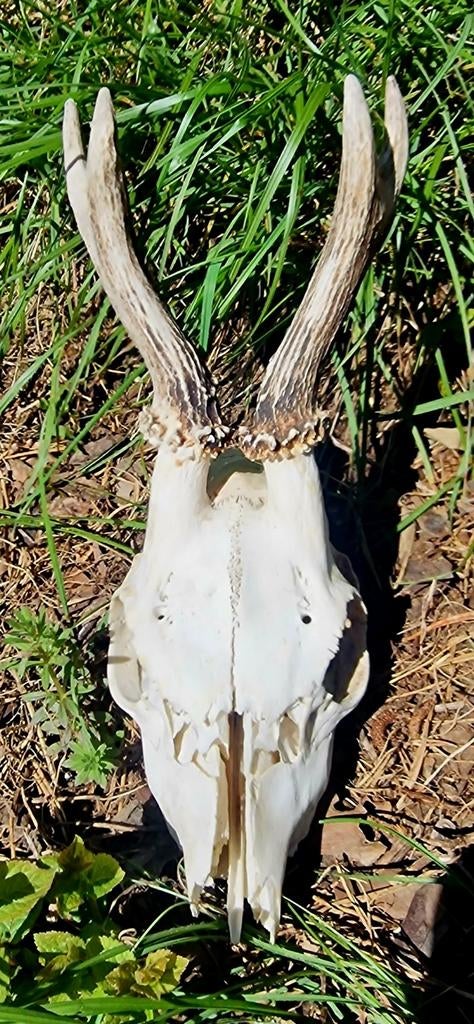 Schedel ree., Mei, Mannelijk