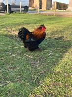 Gratis Kriel haantje, Dieren en Toebehoren, Pluimvee, Mannelijk, Kip