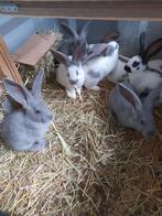 Jonge konijnen te koop, Dieren en Toebehoren, Konijnen, Meerdere dieren, Groot, 0 tot 2 jaar