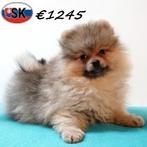 Keesjes - zachte pups te koop, Keeshond, 15 weken tot 1 jaar, Handelaar, Buitenland