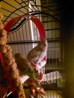 Vogel met kooi, Dieren en Toebehoren, Ophalen, Hond