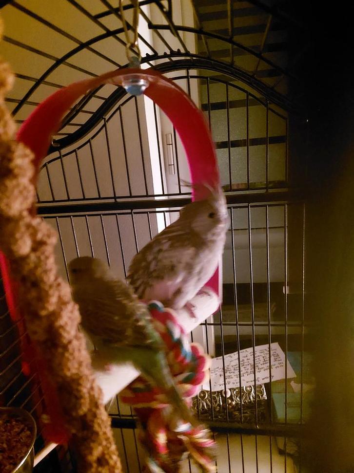 Vogel met kooi, Animaux & Accessoires, Nourriture pour Animaux, Chien, Enlèvement