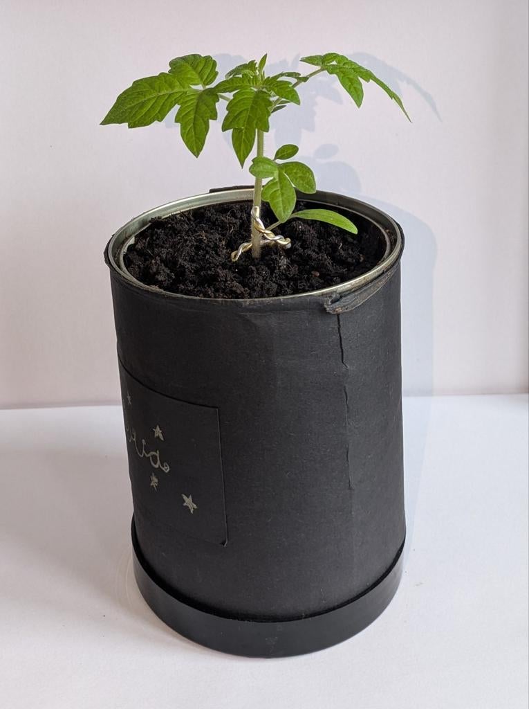 Kerst tomaten jonge plant in blik., Tuin en Terras, Planten | Tuinplanten, Ophalen, Zomer, Fruitplanten, Volle zon