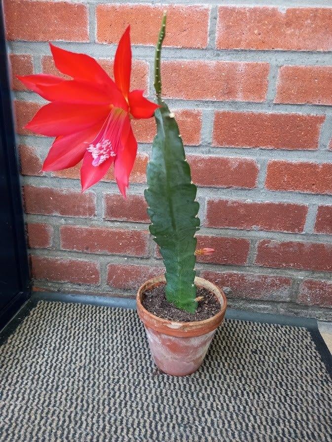 stekjes van rood bloeiende hangcactus vanaf 5€, Ophalen, Cactus