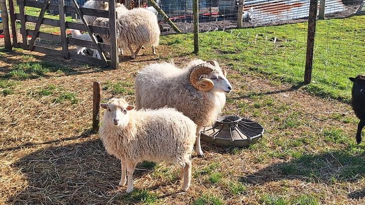 Skudde ooitje, Animaux & Accessoires, Moutons, Chèvres & Cochons, Mouton, Femelle, 0 à 2 ans