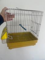 chardonnay kooien 15€ per stuk, Dieren en Toebehoren, Ophalen