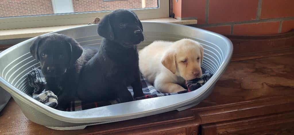 Labrador pups, Dieren en Toebehoren, Parvo, België, 8 tot 15 weken, Labrador retriever